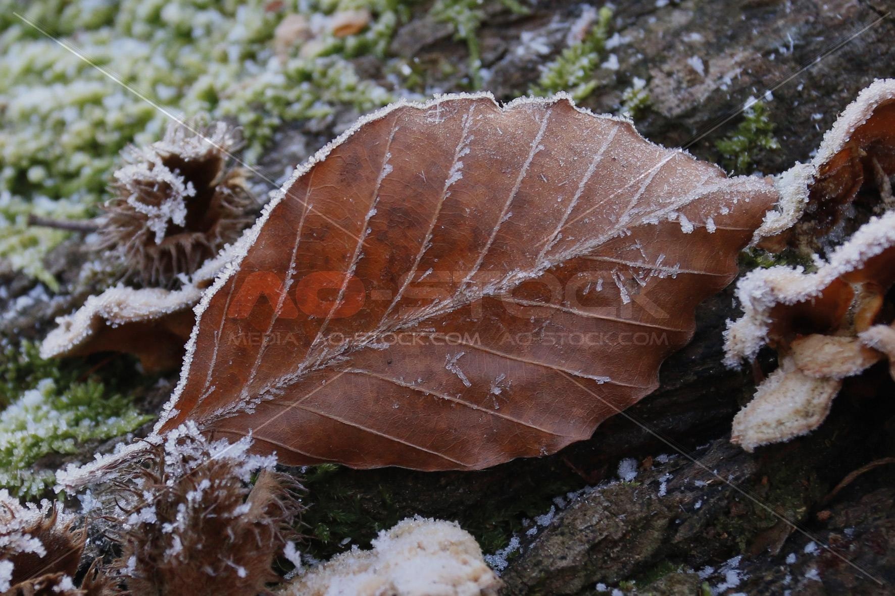 Natur im Winter