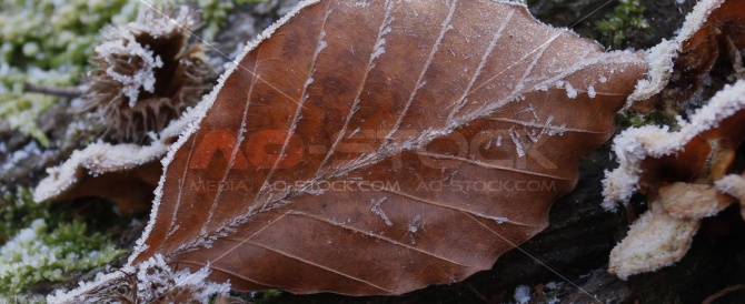 Natur im Winter