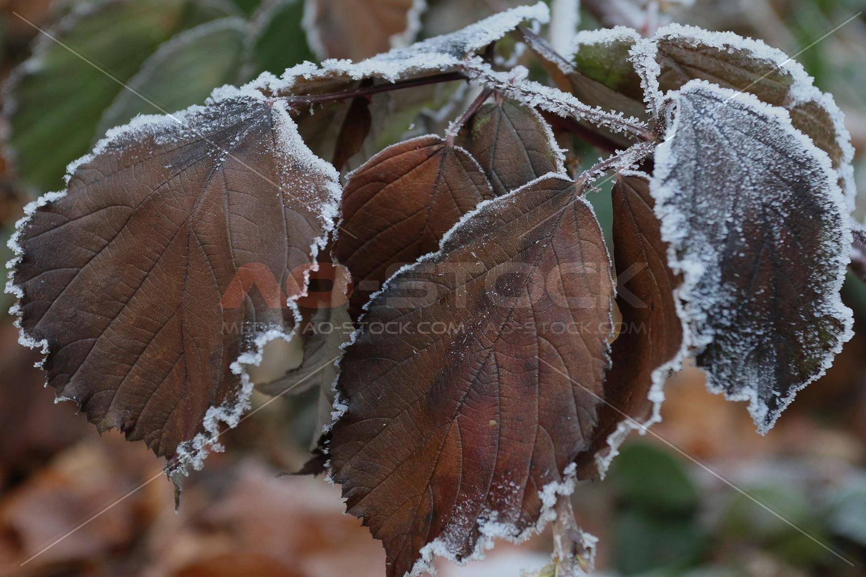 Natur im Winter