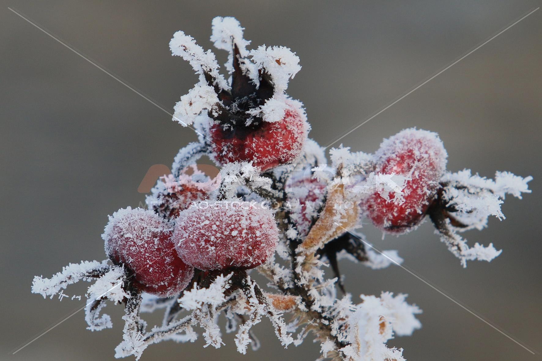 Natur im Winter